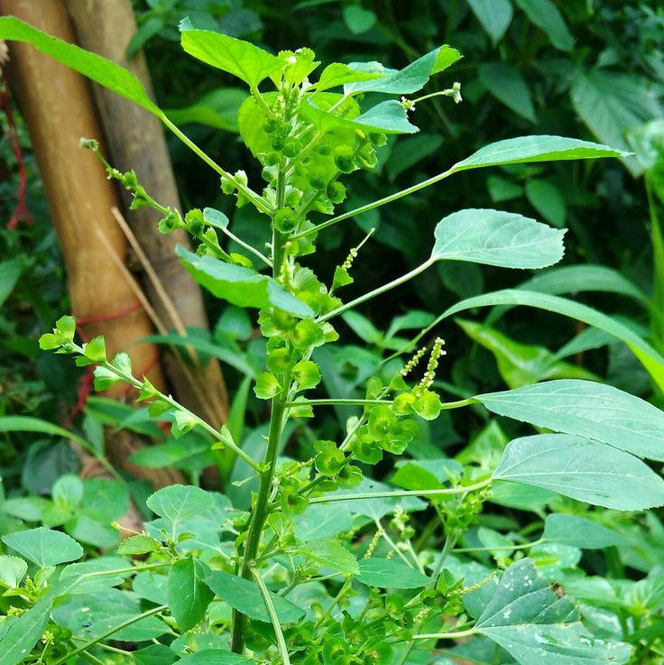 Green leafy plant with a blurred background