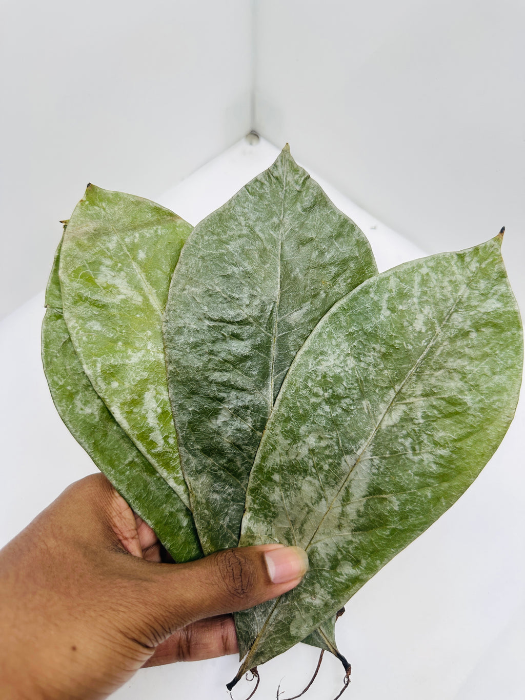Dried Soursop Leaves | Graviola Leaves | Guanabana Leaves