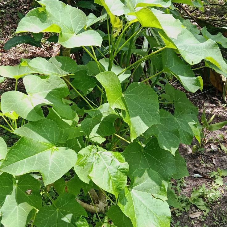 Green leafy plant in a natural setting